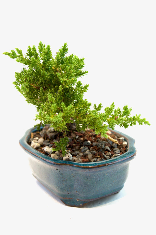 Juniper Live Bonsai 6" Ceramic Pot - One of a Kind Bonsai