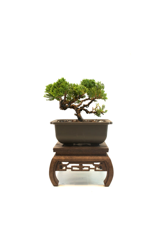 Juniper Live Bonsai 6" Training Pot - One of a Kind Bonsai
