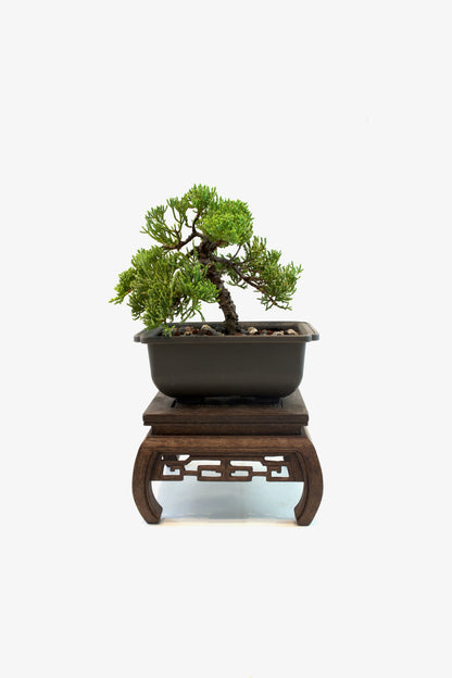 Juniper Live Bonsai 6" Training Pot - One of a Kind Bonsai