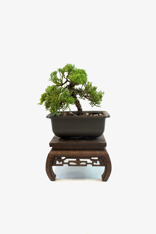 Juniper Live Bonsai 6" Training Pot - One of a Kind Bonsai