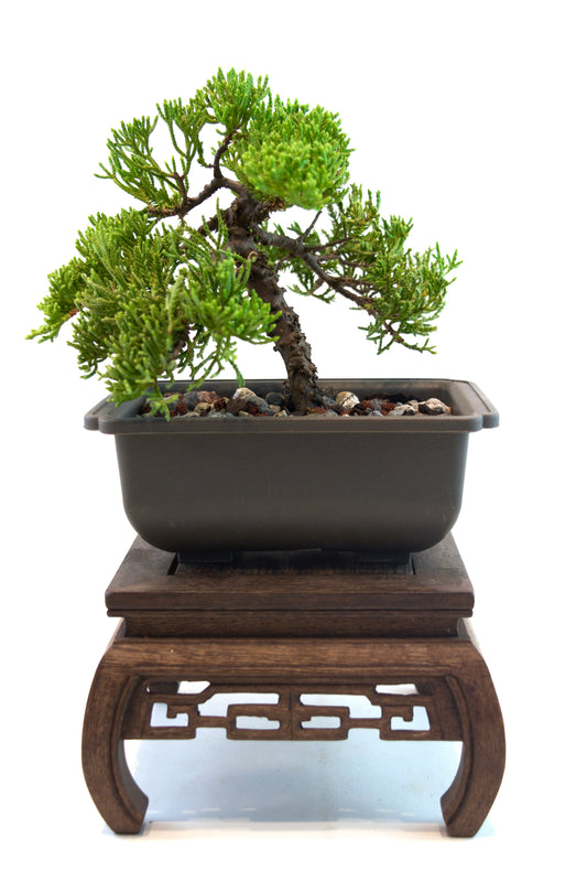 Juniper Live Bonsai 6" Training Pot - One of a Kind Bonsai