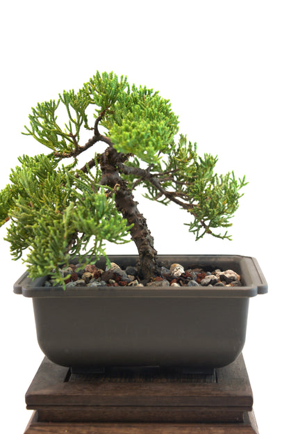 Juniper Live Bonsai 6" Training Pot - One of a Kind Bonsai