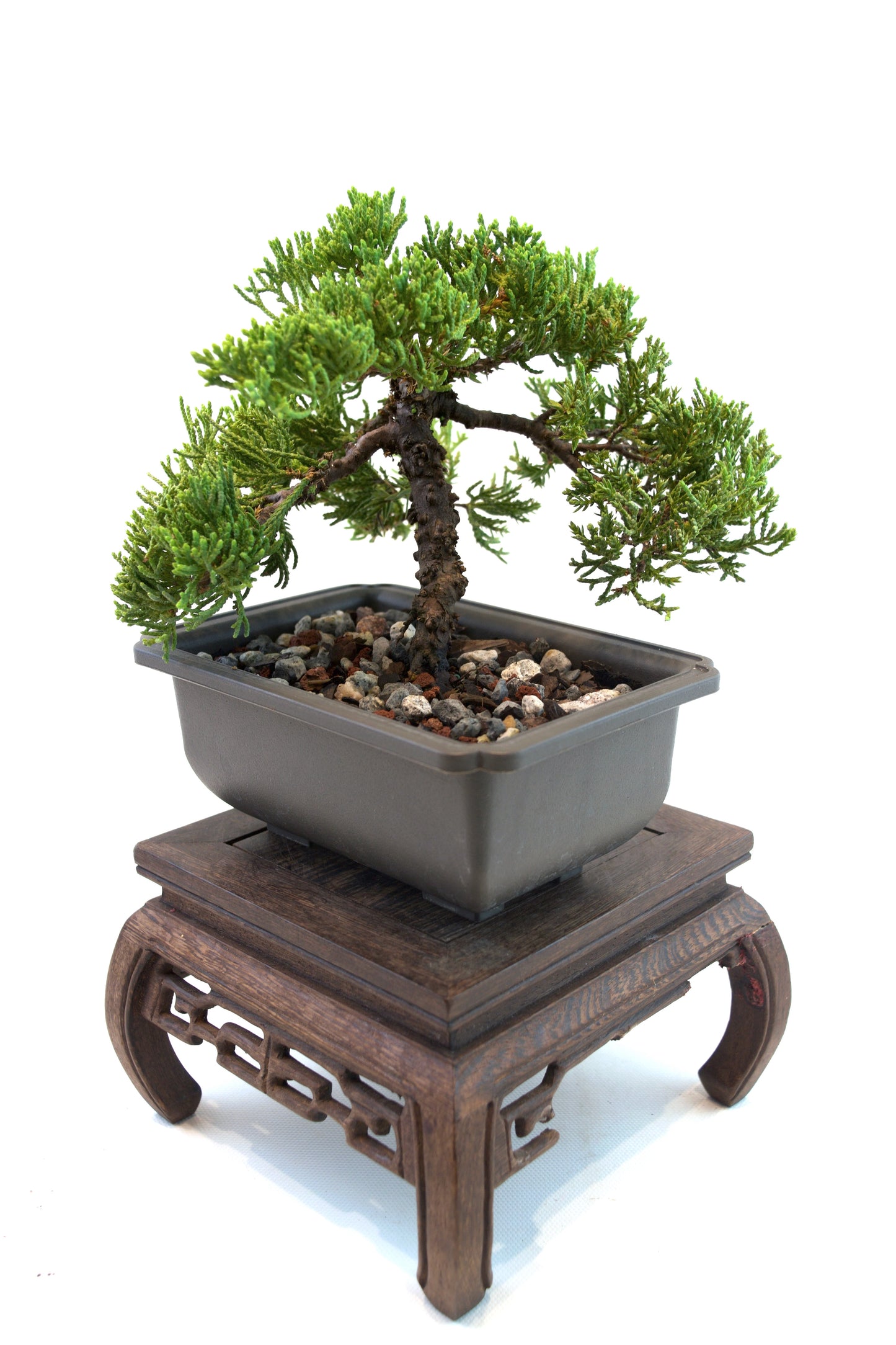 Juniper Live Bonsai 6" Training Pot - One of a Kind Bonsai