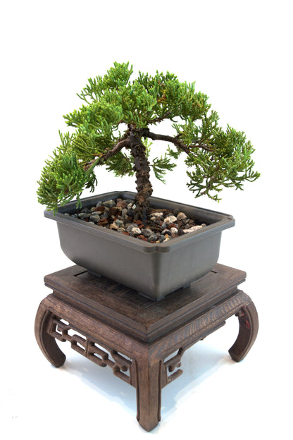 Juniper Live Bonsai 6" Training Pot - One of a Kind Bonsai
