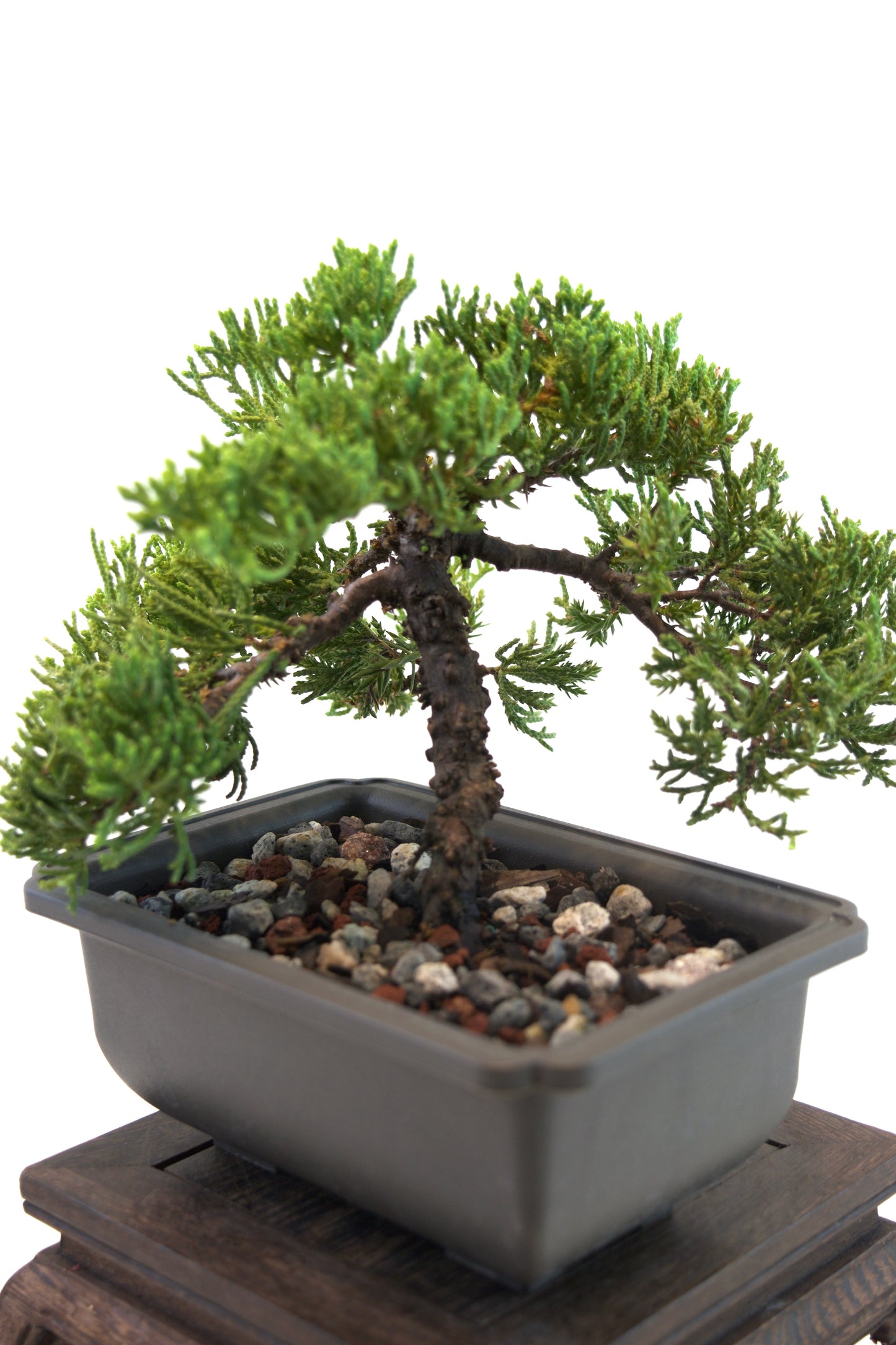 Juniper Live Bonsai 6" Training Pot - One of a Kind Bonsai
