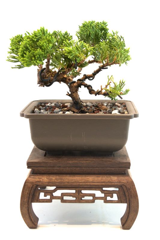 Juniper Live Bonsai 6" Training Pot - One of a Kind Bonsai