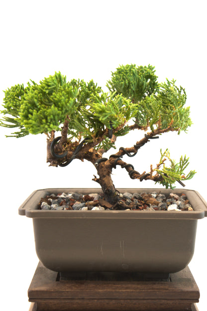 Juniper Live Bonsai 6" Training Pot - One of a Kind Bonsai