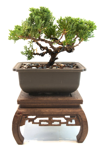 Juniper Live Bonsai 6" Training Pot - One of a Kind Bonsai