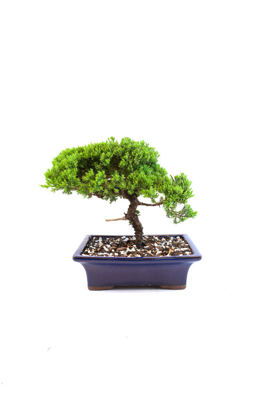 Juniper Live Bonsai Ceramic 8.5" Pot - One of a Kind Bonsai