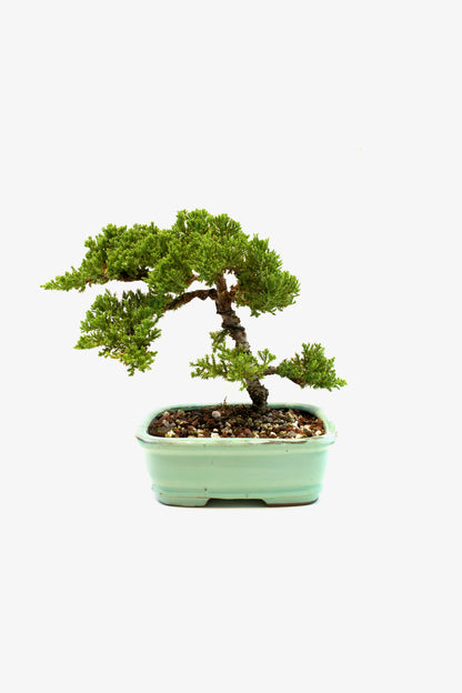 Juniper Live Bonsai 8" Ceramic Pot - One of a Kind Bonsai