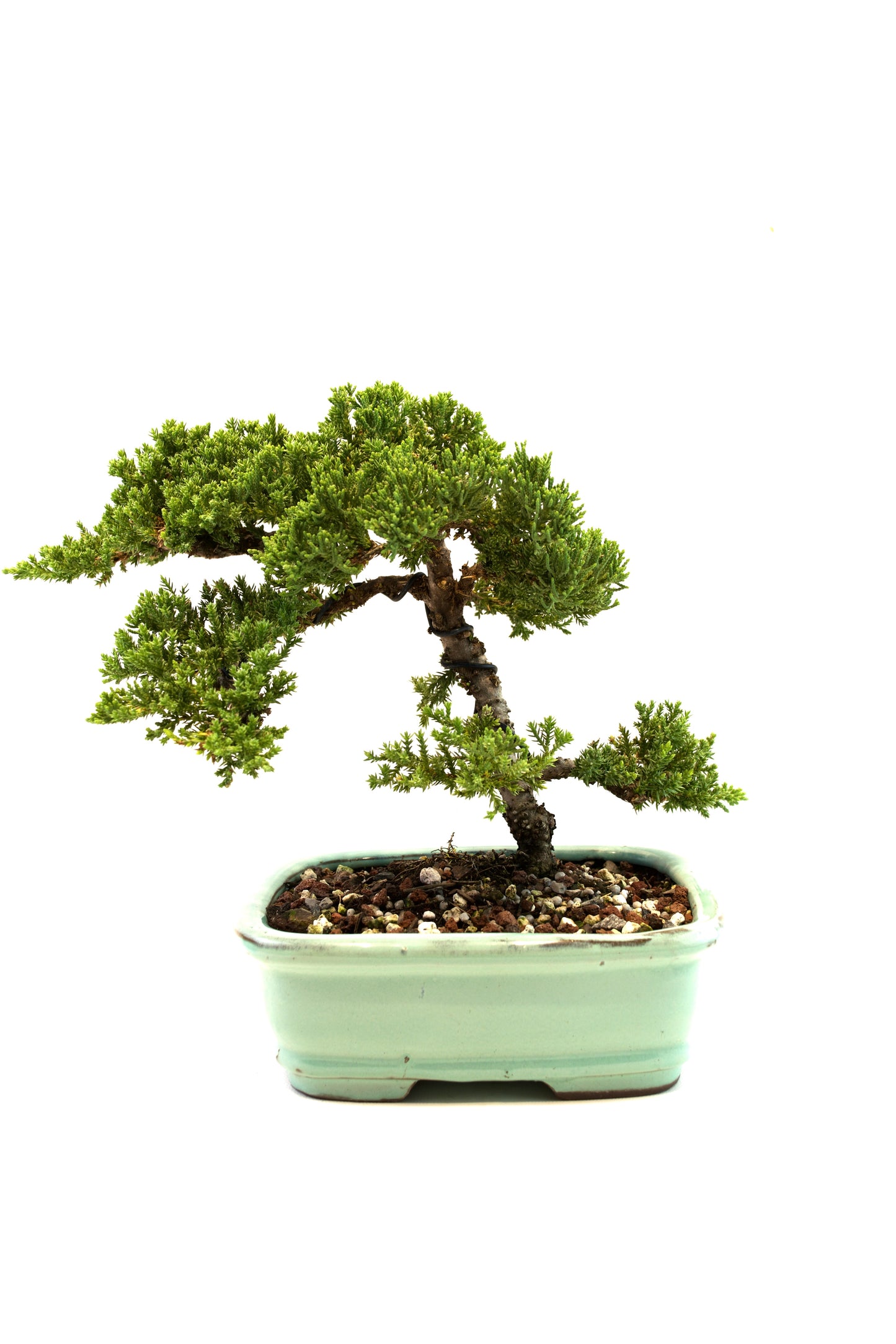 Juniper Live Bonsai 8" Ceramic Pot - One of a Kind Bonsai