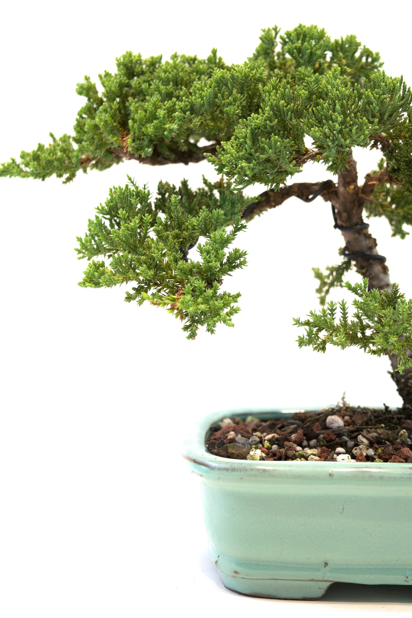 Juniper Live Bonsai 8" Ceramic Pot - One of a Kind Bonsai