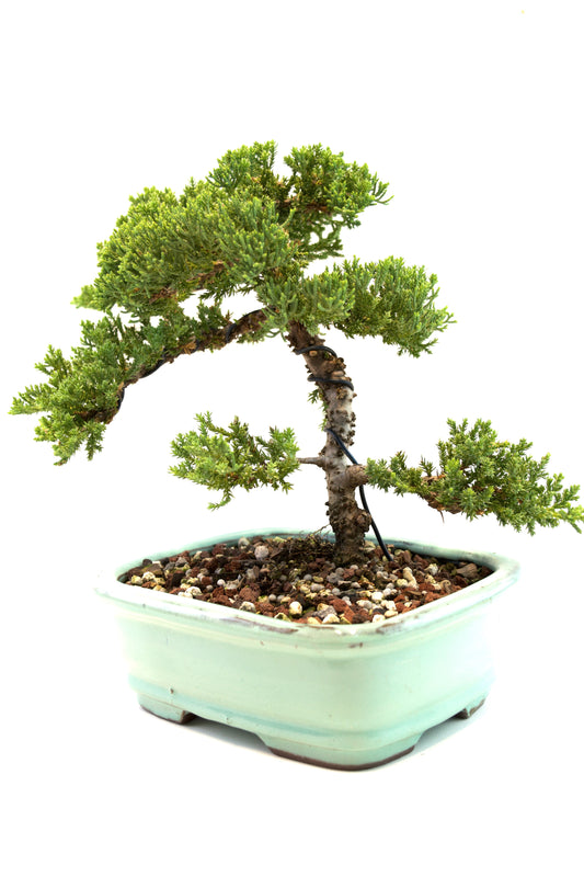 Juniper Live Bonsai 8" Ceramic Pot - One of a Kind Bonsai