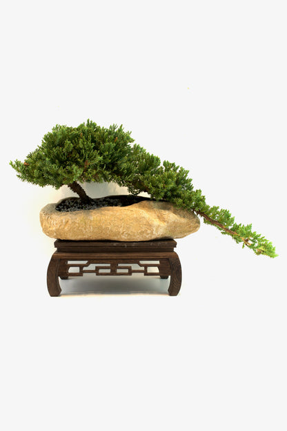 Juniper Live Bonsai Rock Ceramic 10.5" Pot - One of a Kind Bonsai