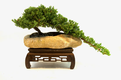 Juniper Live Bonsai Rock Ceramic 10.5" Pot - One of a Kind Bonsai