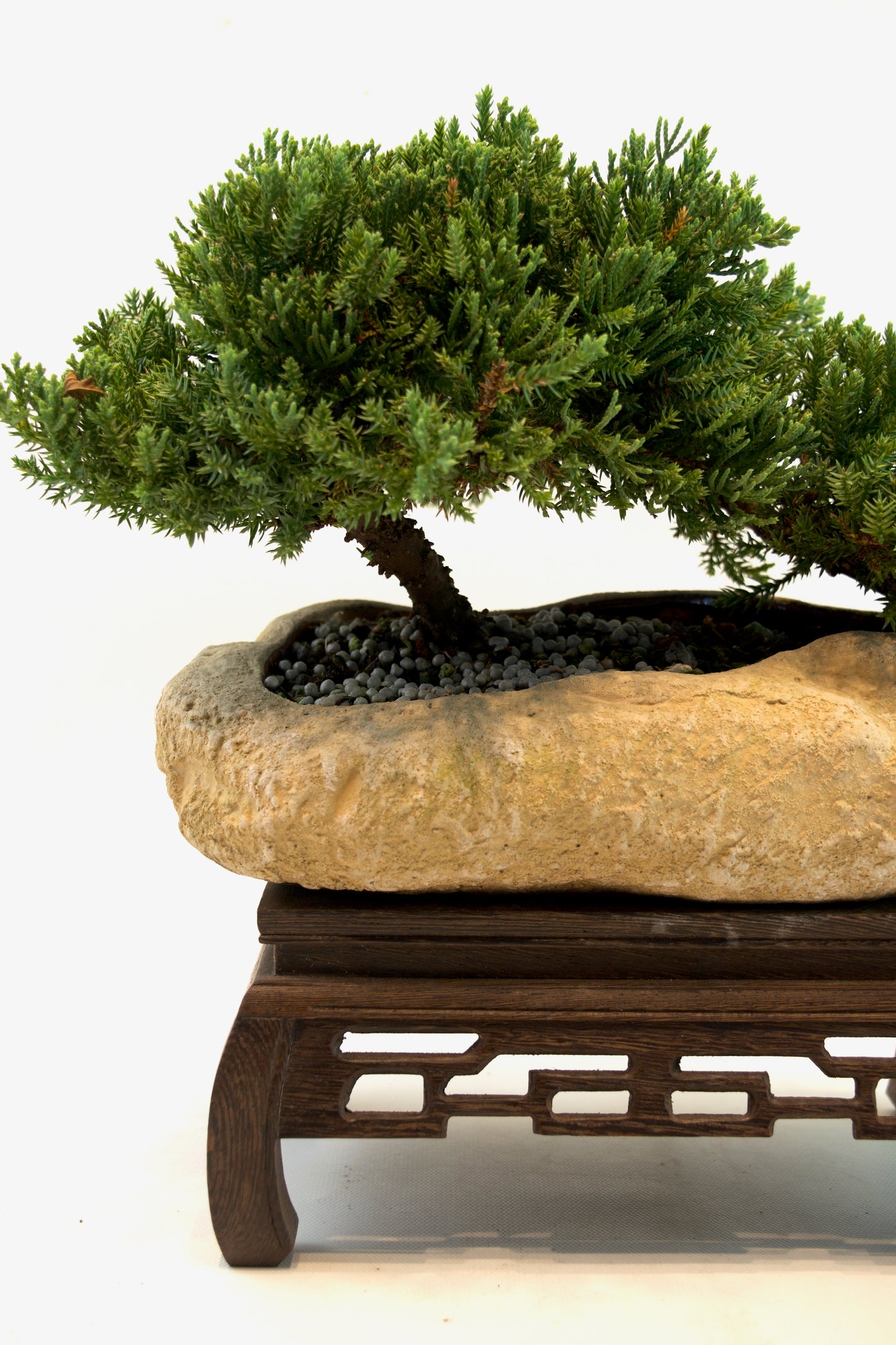 Juniper Live Bonsai Rock Ceramic 10.5" Pot - One of a Kind Bonsai
