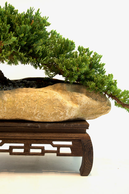 Juniper Live Bonsai Rock Ceramic 10.5" Pot - One of a Kind Bonsai