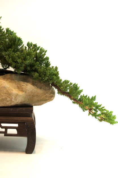 Juniper Live Bonsai Rock Ceramic 10.5" Pot - One of a Kind Bonsai