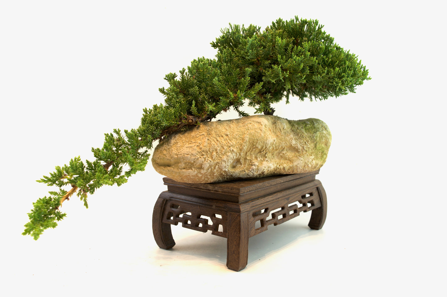 Juniper Live Bonsai Rock Ceramic 10.5" Pot - One of a Kind Bonsai