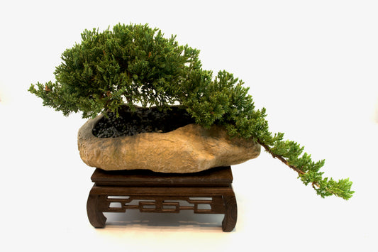 Juniper Live Bonsai Rock Ceramic 10.5" Pot - One of a Kind Bonsai