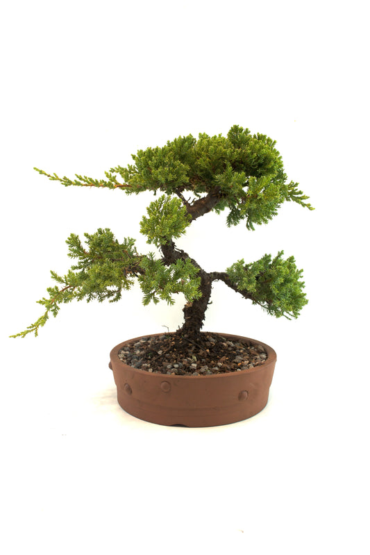 Bonsai tree in a pot on a white background