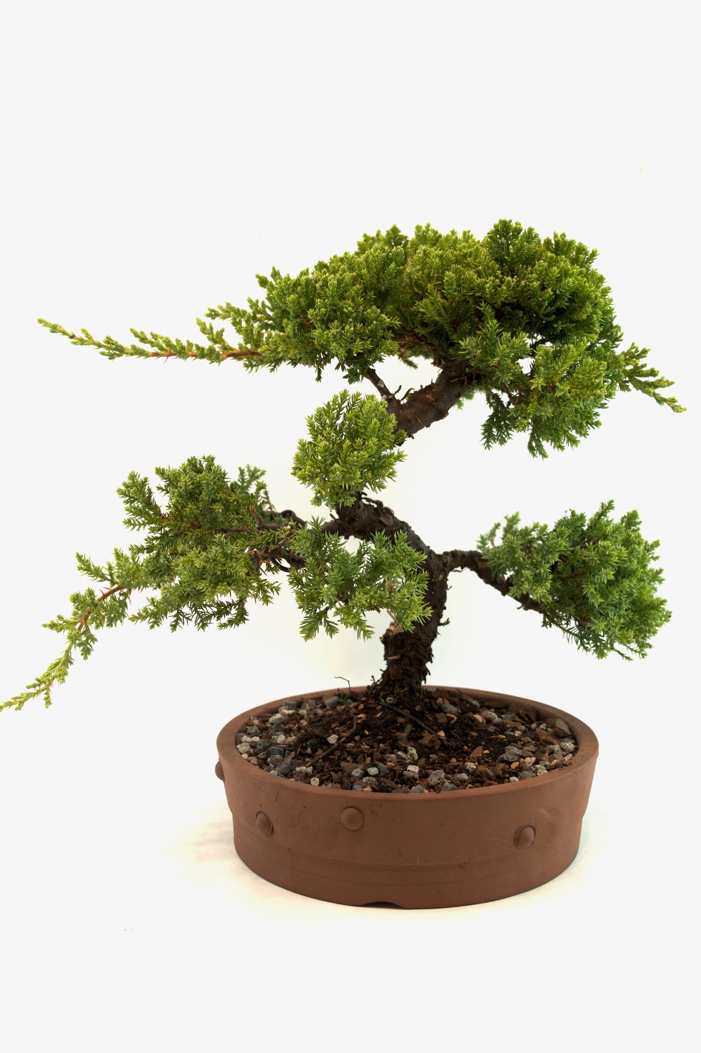 Juniper Bonsai Tree: 8" Ceramic Pot - One of a Kind Bonsai