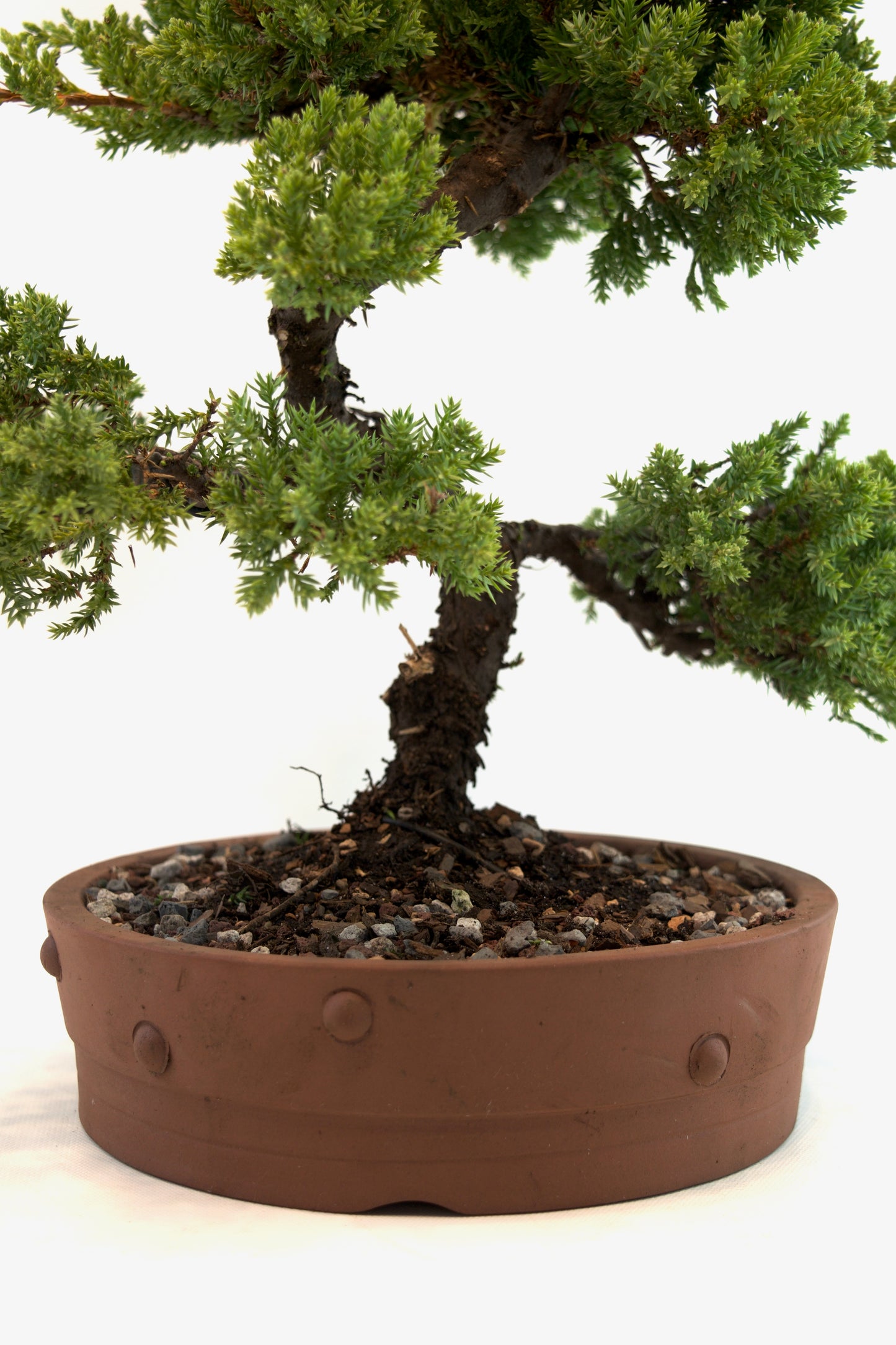 Juniper Bonsai Tree: 8" Ceramic Pot - One of a Kind Bonsai