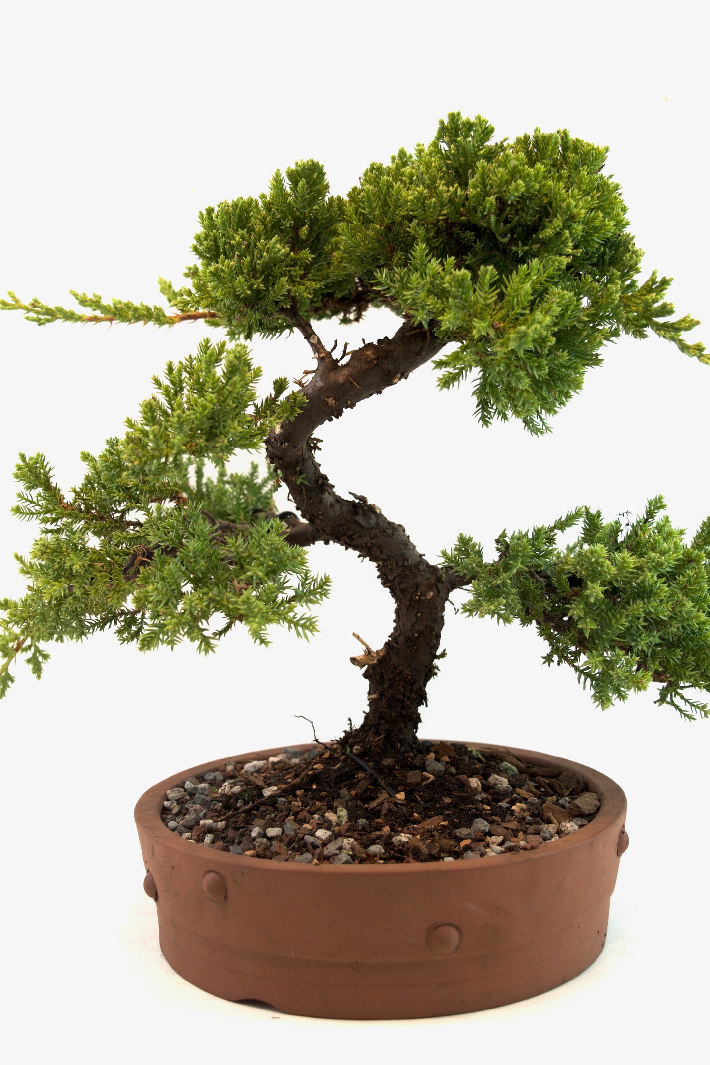 Juniper Bonsai Tree: 8" Ceramic Pot - One of a Kind Bonsai