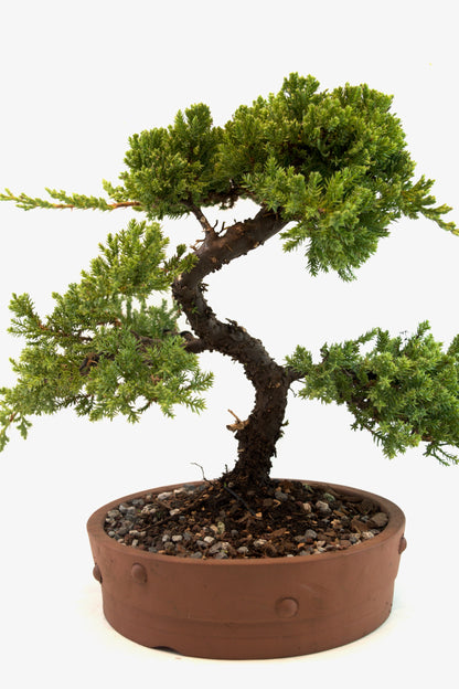 Juniper Bonsai Tree: 8" Ceramic Pot - One of a Kind Bonsai