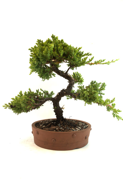 Juniper Bonsai Tree: 8" Ceramic Pot - One of a Kind Bonsai
