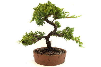 Juniper Bonsai Tree: 8" Ceramic Pot - One of a Kind Bonsai