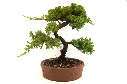Juniper Bonsai Tree: 8" Ceramic Pot - One of a Kind Bonsai