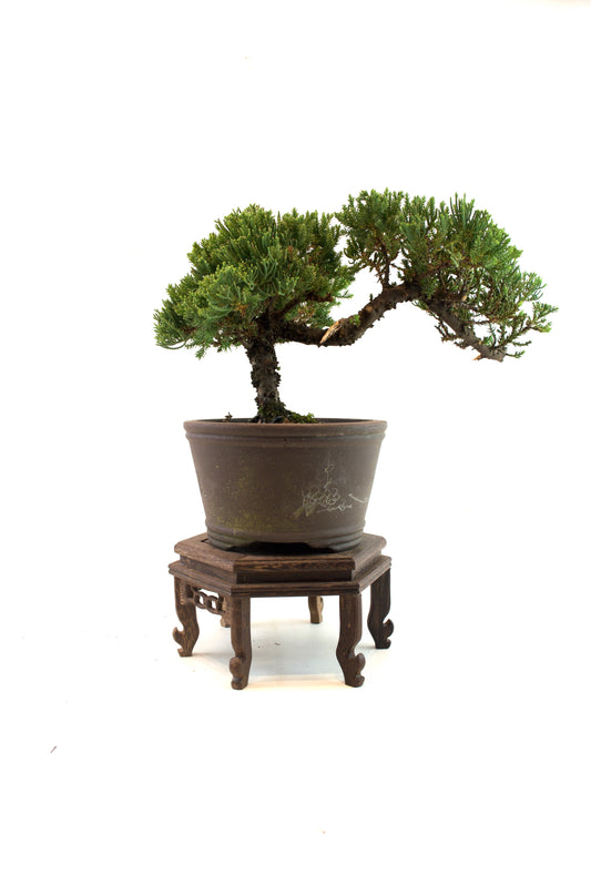 Juniper Bonsai Tree Cascade Style 7" Pot - One of a Kind Bonsai