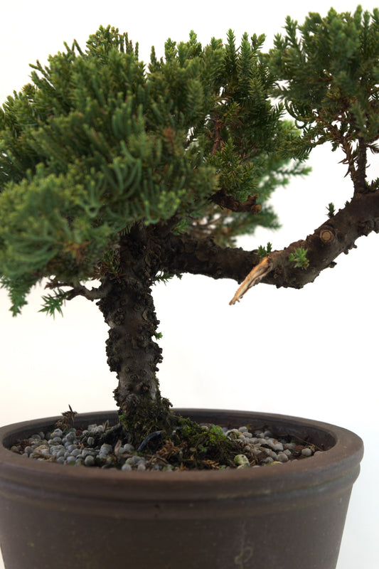 Juniper Bonsai Tree Cascade Style 7" Pot - One of a Kind Bonsai