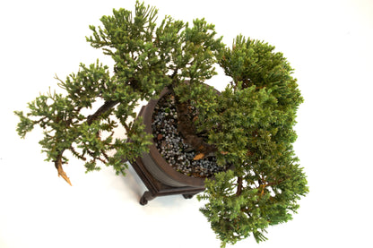 Juniper Bonsai Tree Cascade Style 7" Pot - One of a Kind Bonsai