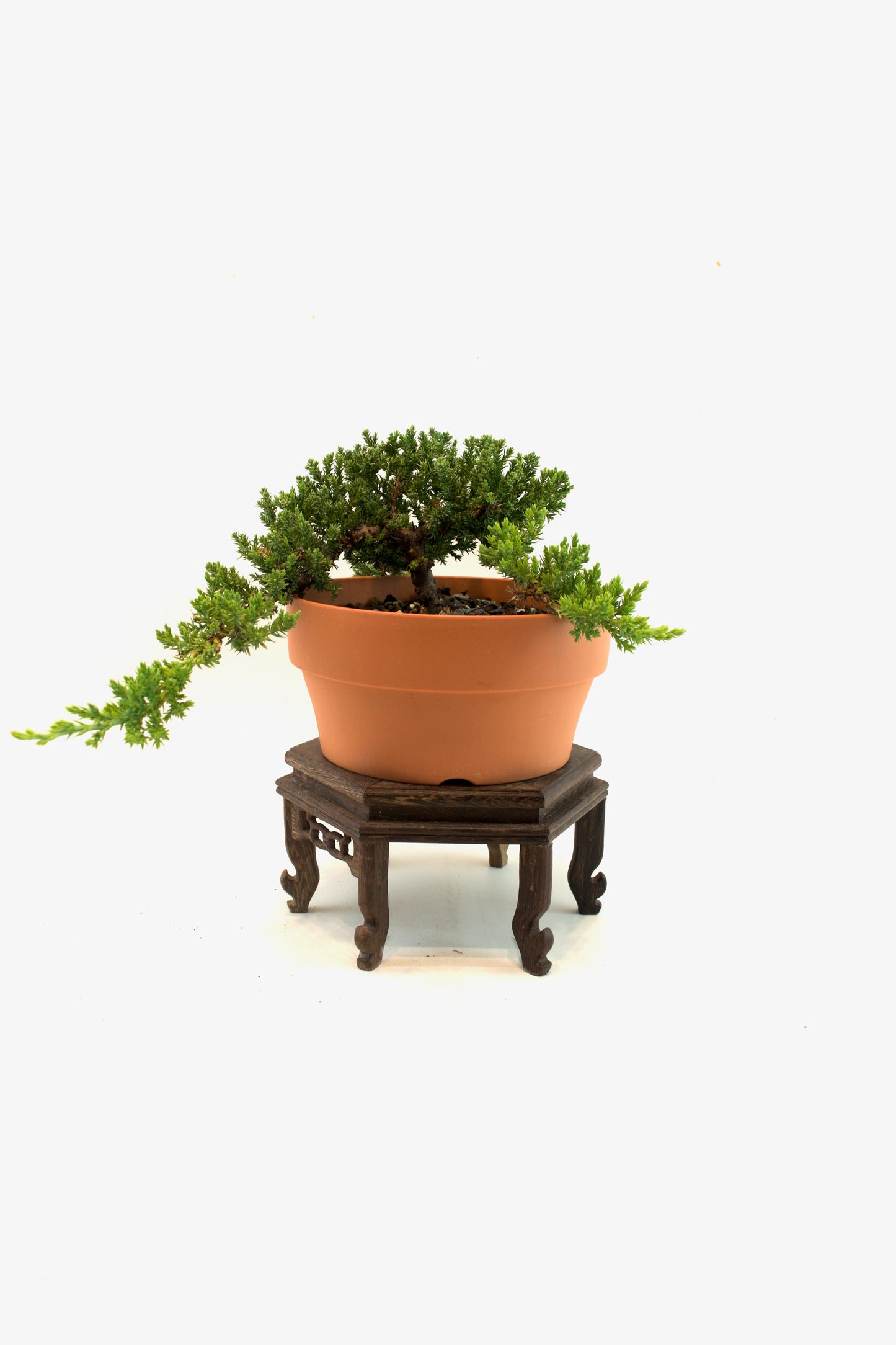 Juniper Live Bonsai Plastic 7" Pot - One of a Kind Bonsai