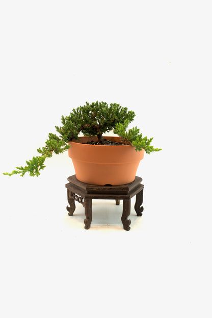 Juniper Live Bonsai Plastic 7" Pot - One of a Kind Bonsai