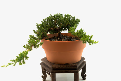Juniper Live Bonsai Plastic 7" Pot - One of a Kind Bonsai