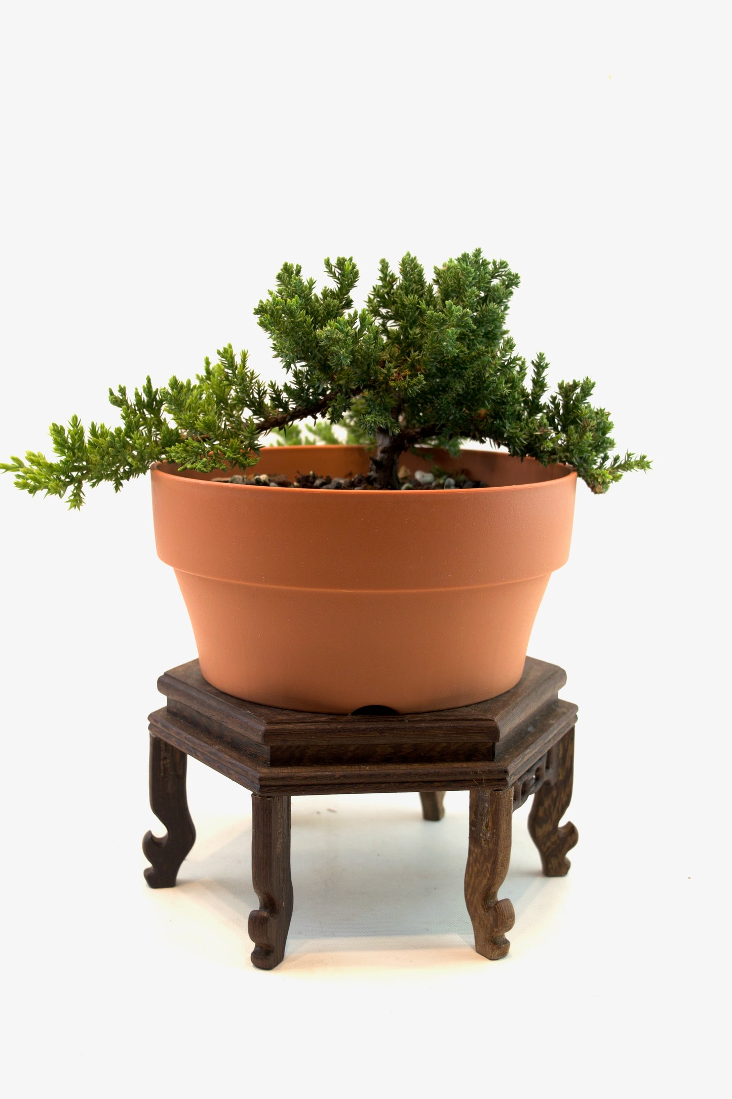 Juniper Live Bonsai Plastic 7" Pot - One of a Kind Bonsai