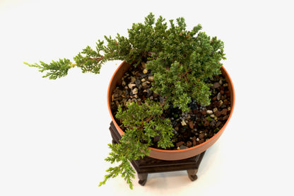 Juniper Live Bonsai Plastic 7" Pot - One of a Kind Bonsai