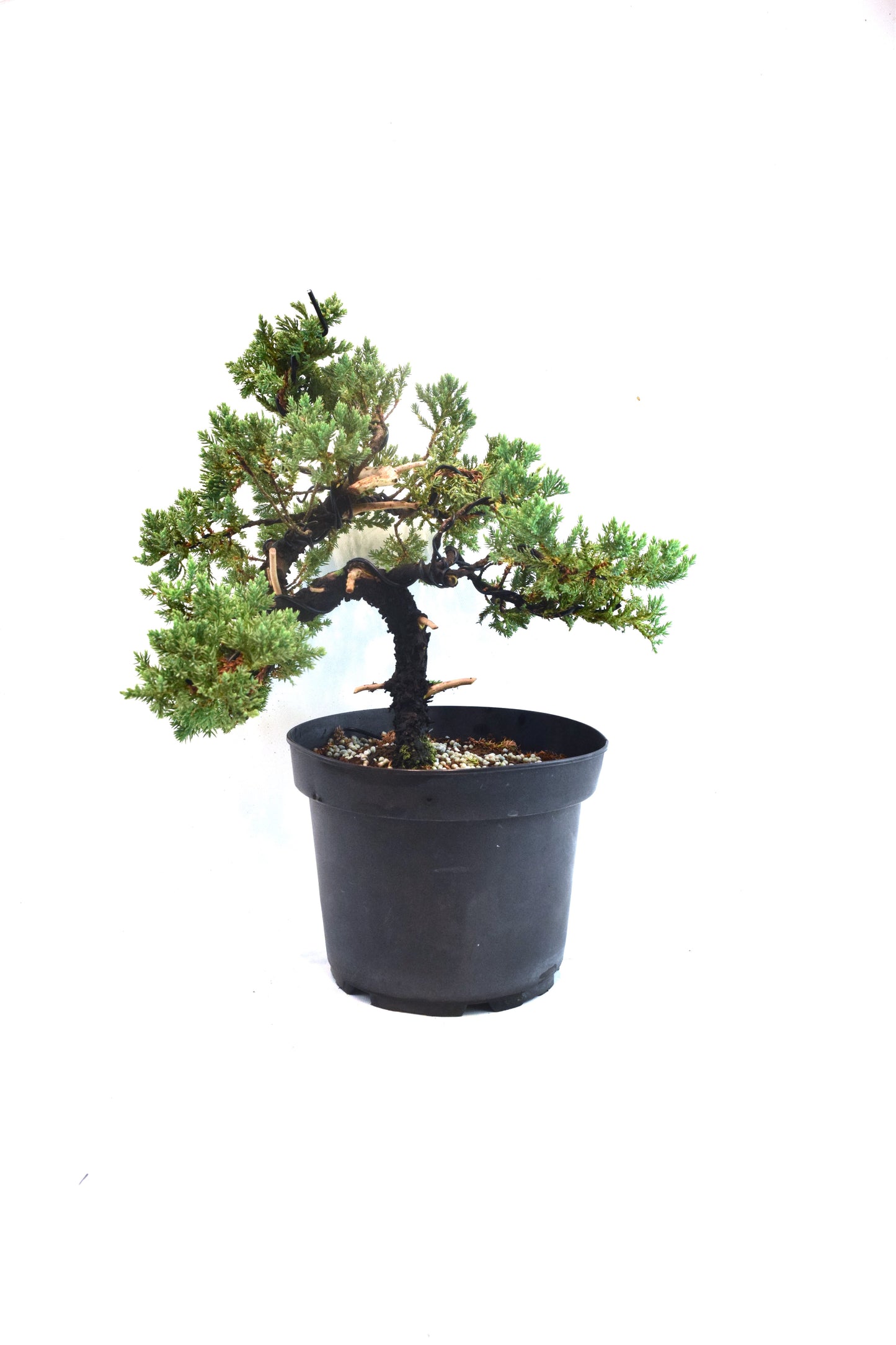 Juniper Styled Live Bonsai 8" Nursery Pot - One of a Kind Bonsai