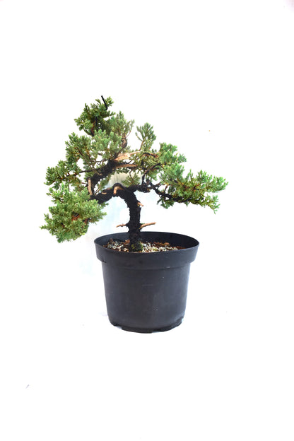 Juniper Styled Live Bonsai 8" Nursery Pot - One of a Kind Bonsai