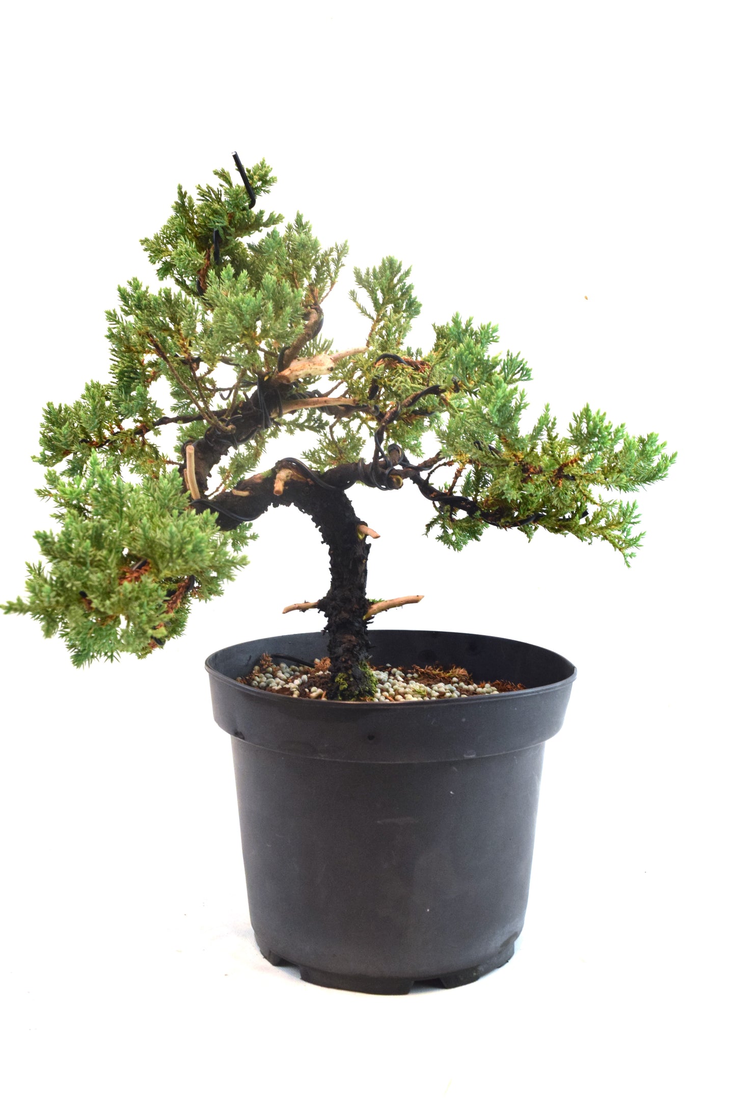 Juniper Styled Live Bonsai 8" Nursery Pot - One of a Kind Bonsai
