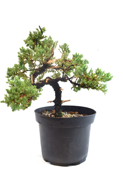 Juniper Styled Live Bonsai 8" Nursery Pot - One of a Kind Bonsai
