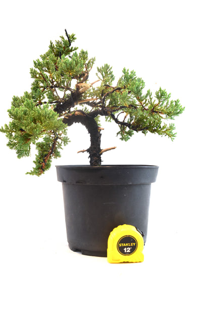 Juniper Styled Live Bonsai 8" Nursery Pot - One of a Kind Bonsai