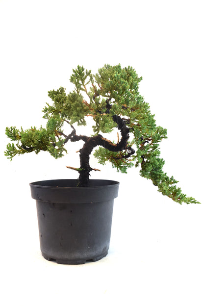 Juniper Styled Live Bonsai 8" Nursery Pot - One of a Kind Bonsai