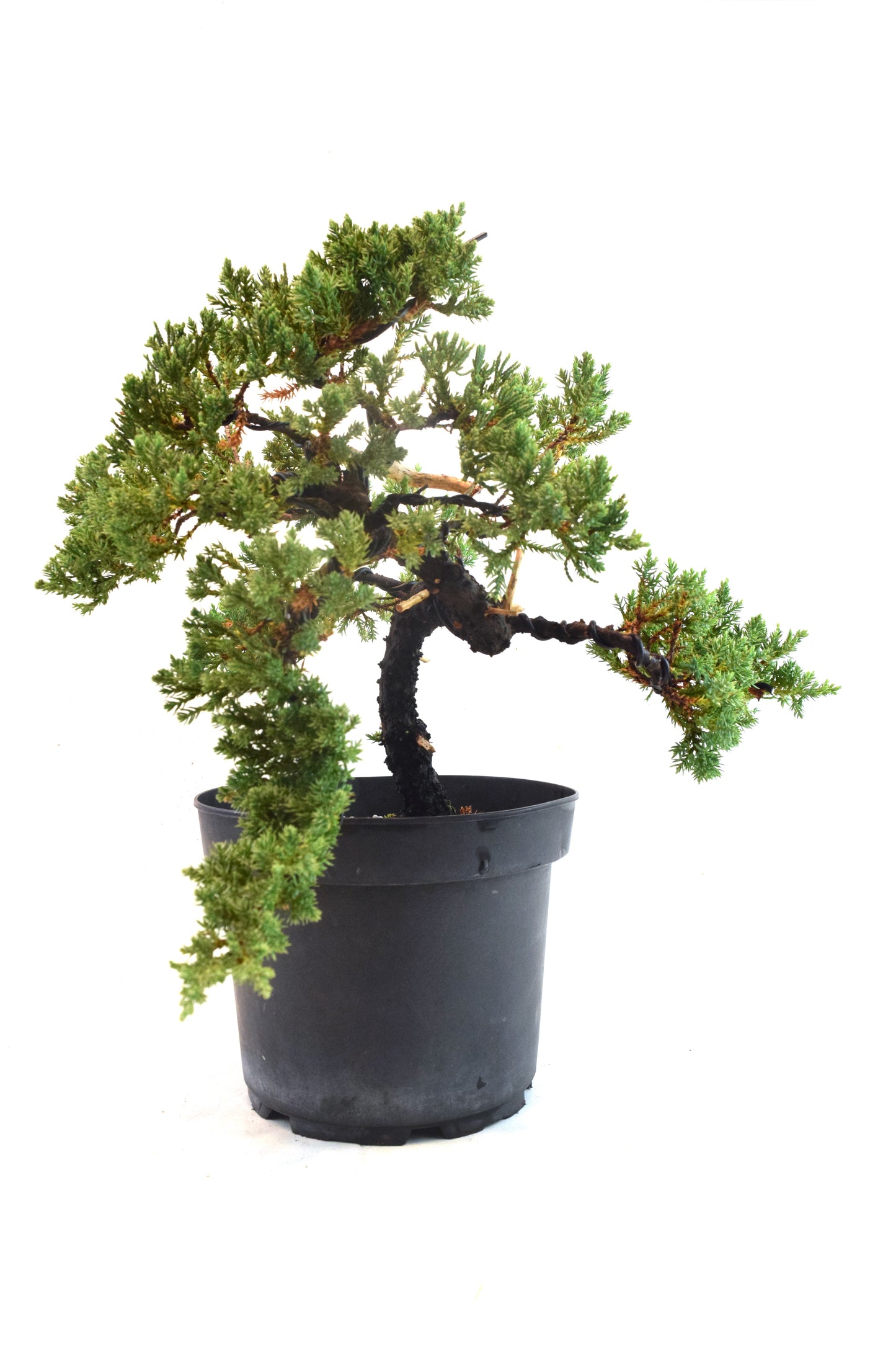 Juniper Styled Live Bonsai 8" Nursery Pot - One of a Kind Bonsai