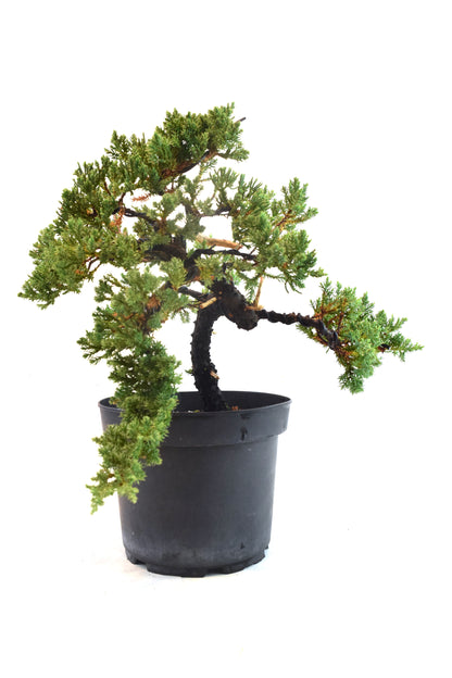 Juniper Styled Live Bonsai 8" Nursery Pot - One of a Kind Bonsai