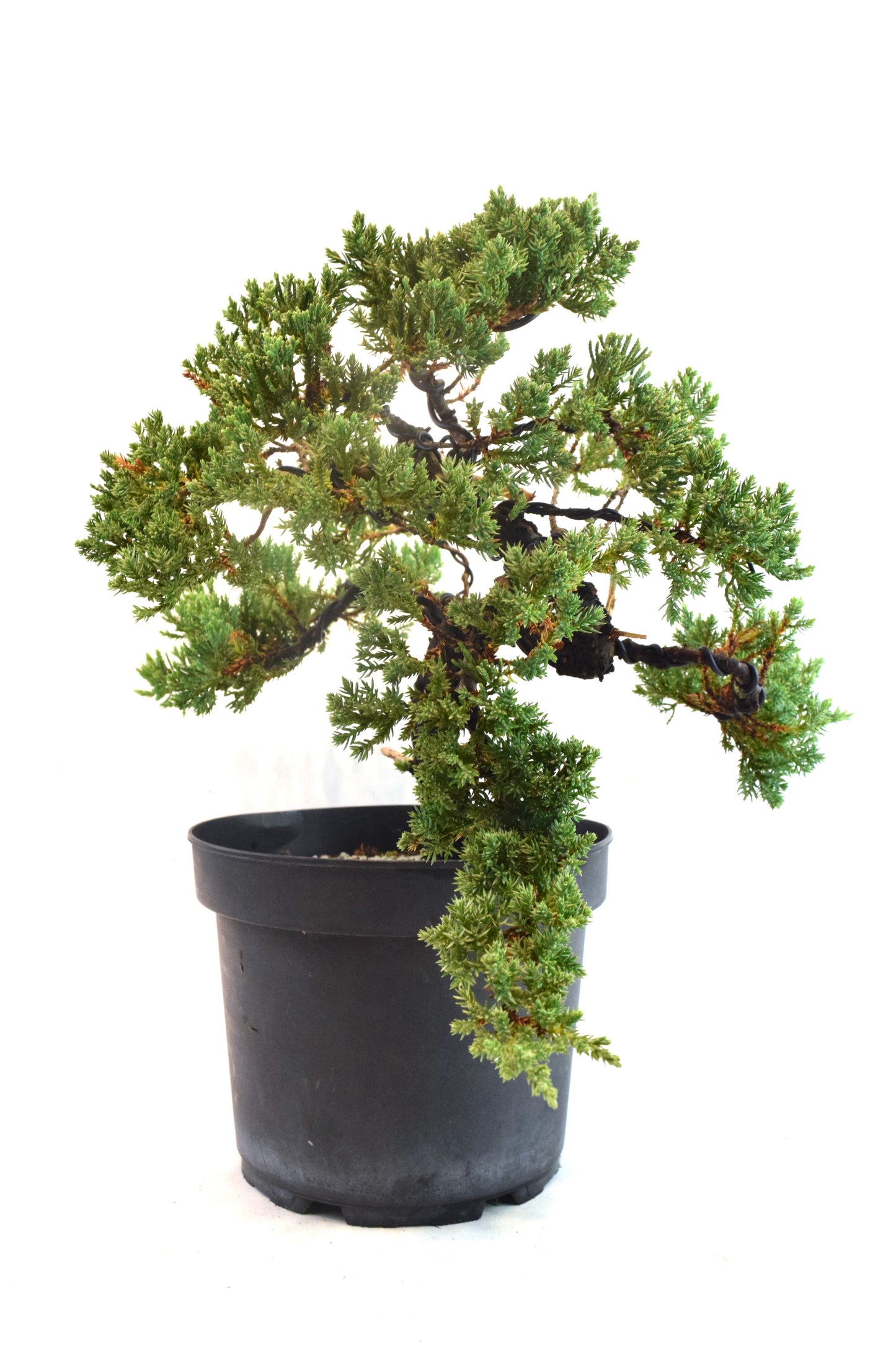 Juniper Styled Live Bonsai 8" Nursery Pot - One of a Kind Bonsai
