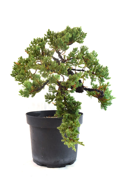 Juniper Styled Live Bonsai 8" Nursery Pot - One of a Kind Bonsai